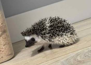 Język pigmejski