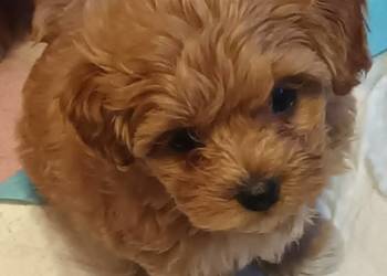 Sprzedam pieska- suczkę rasy maltipoo z czipem, zaszczepiona