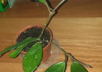 Hoya , hoja, kwiat rosnący, nr 3