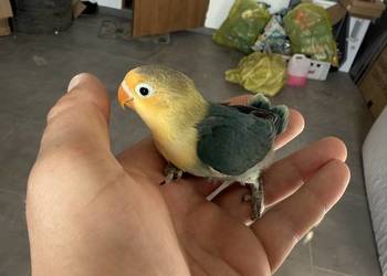 sprzedam nierozłączkę fischera młoda zapraszam