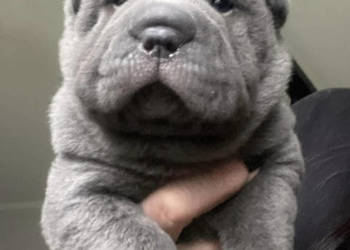 Shar Pei ZKwP/FCI suczka