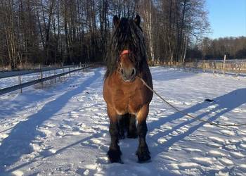 ogoer zimnokrwisty sokólski