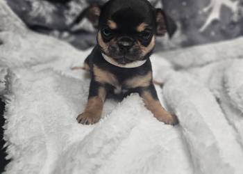 Dziewczynka chihuahua