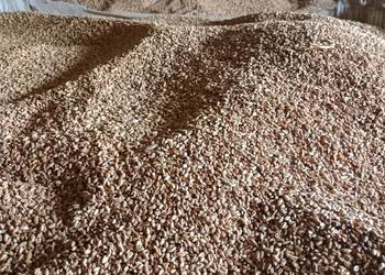 Pszenica,siano kostka, pszenżyto