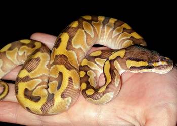 Wąż pyton królewski Python regius Enchi Lesser Pastel YB 50% het Clown