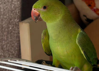 papuga aleksandretta obrożna, papuga oswojona