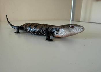 Scynk olbrzymi
