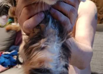 Śliczna kotka rasy Maine coon z rodowodem ostatnia wolna