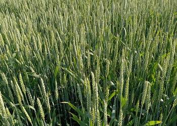 Pszenica ozima bosporus