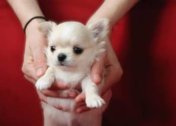 Maleńki długowłosy kremowy piesek chihuahua FCI ZKwP