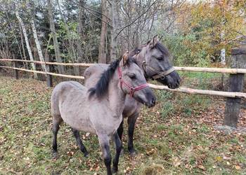Konik polski