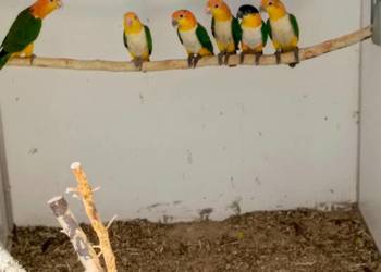 Barwinki - Samice Czarnogłowa i Bialobrzucha