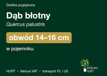 Dąb błotny (Quercus palustris) obwód 14-16 cm, w pojemniku – HURT