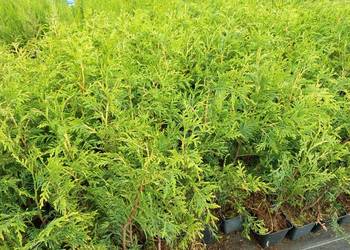 Thuja Plicata Zebrina 4 zł szt Wroclaw