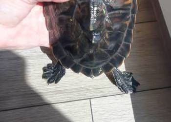 Żółw wodno-lądowy o/k 20 cm
