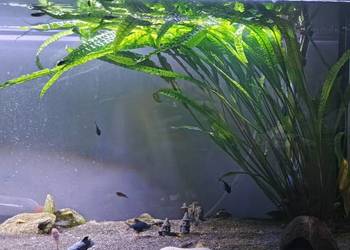 Zamienię roślinki akwariowe