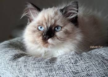 Kotka neva masquerade syberyjska szylkret