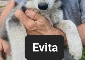 Syberiany husky