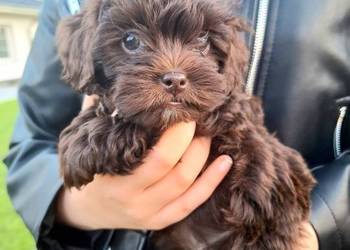 Shihpoo szczenięta mix pudel i shih tzu