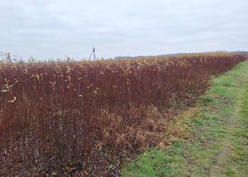 Wiklina zielona wykoszona niesortowana