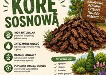 Kora sosnowa