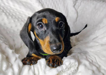 ZAREZERWOWANA Suczka Jamnik krótkowłosy Czarna podpalana AURORA Kraków