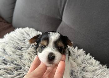 Biewer Yorkshire Terrier