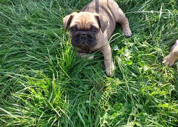 Buldog francuski