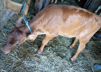 Cielęta do dalszego chowu