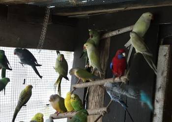 Faliste , Swiergotki,