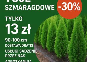 Tuje Szmaragd Klasa Premium Promocja - 30% Dowóz Gratis