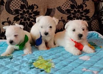 West Highland White Terrier