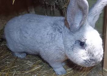 Sprzedam samice wielki jasno srebrzysty z rodowodem