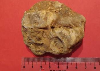 Skamieniałość ryby dwudysznej