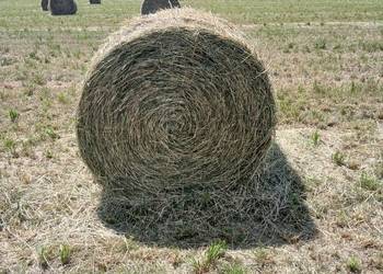 Sprzedam siano lub zamiennie Sprzedam siano lub zamiennie