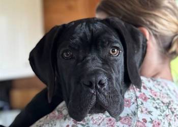 Czarna suczka Cane Corso ZKwP/FCI