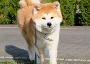 Akita Inu akita japońska szczeniaki zkwp FCI gotowe do odbioru