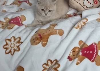 Kocurek brytyjski krótkowłosy z rodowodem do odbioru