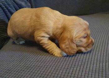Cocker Spaniel Angielski piesek