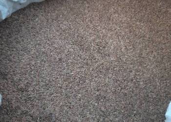 seradela nasiona - sprzedam