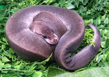 Pyton Krolewski, Hodowla w niewoli