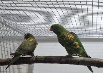 Lorysy zielonogłowe para