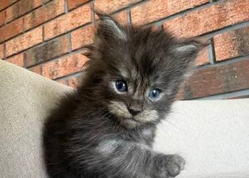 Maine Coon - Olaf