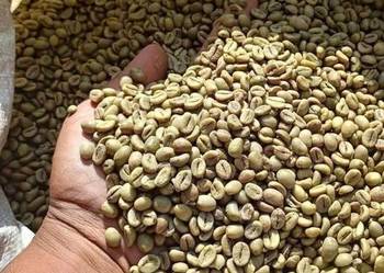 Arabic coffee Beans whatsappss: +4915217855507