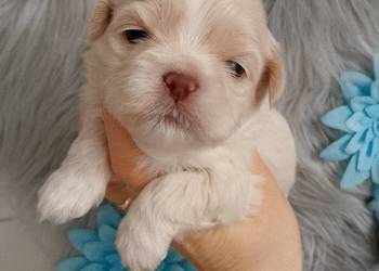 Unikatowy piesek rasy Shih-Tzu