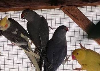 Papugi aleksandretty gorskie i inne