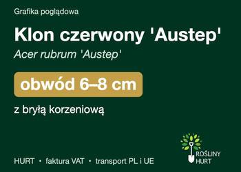 Klon czerwony 'Austep' (Acer rubrum) obwód 6-8 cm, z bryłą – HURT