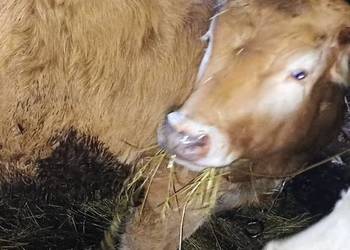 Sprzedam bydlo cieliczka