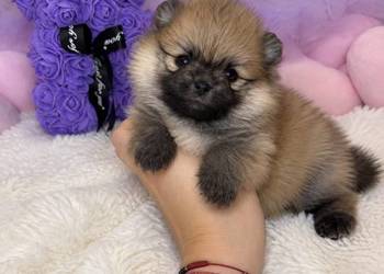 Sunia mini szpic miniaturowy pomeranian Orange Sable badania DNA !