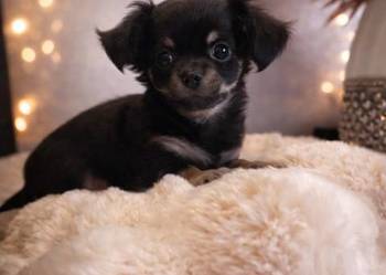 Chihuahua - malutki piesek długowłosy